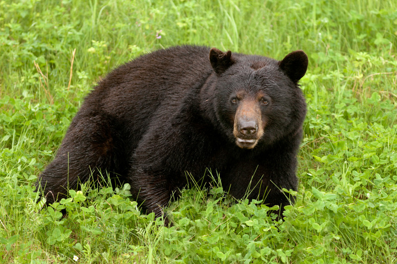 Bear standing in green grass.