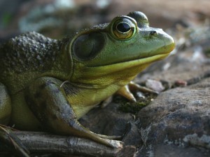 Bullfrog