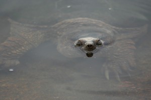 Turtle at the shore.