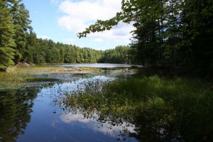 Path into the beaver pond.