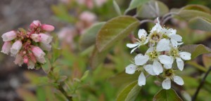 White flowers