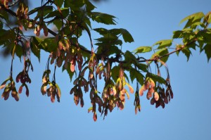 Maple keys and blue sky.