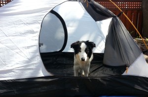 Dog standing in a tent.