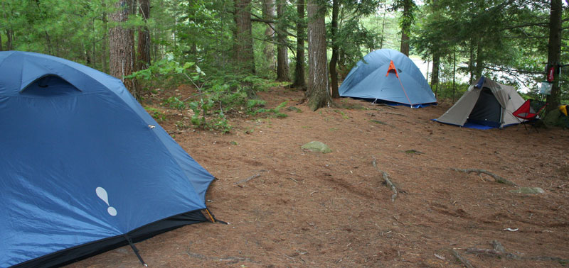 three tents in a pine forest.