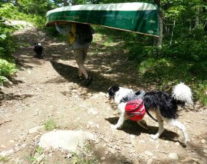 Man portaging canoe and dog with pack.