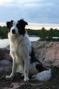 Black and white border collie sitting on a rock overlooking the lake.