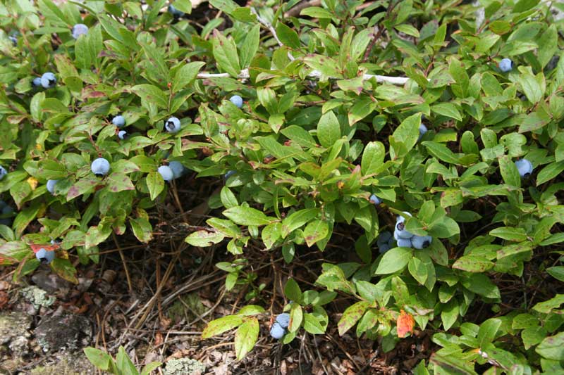 Wild blueberry plants