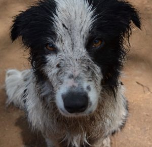 A muddy covered border collie.