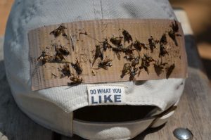 Dead deer flies on the back of a hat.