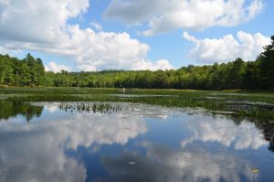 clouds reflected in water in a marsh