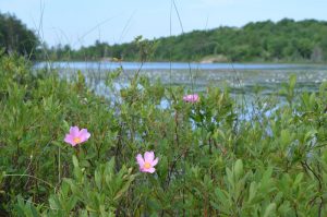 Pick flowers with lake in background.