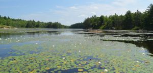 Lake with lilypads