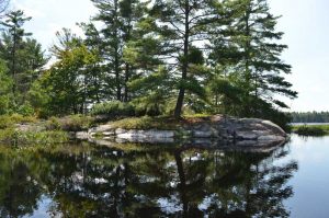 Tree reflected in the water.