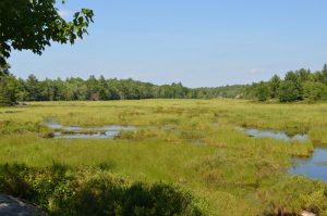 Marshland with a water path through it.