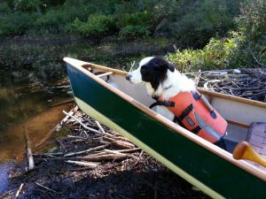 Dog in a canoe during a beaver dam liftover.