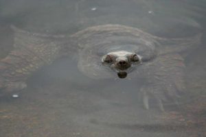 snapping turtle with nose out of the water