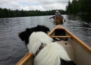 Dog in bow of canoe watching another canoe