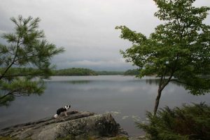 Dog on rocks on shore