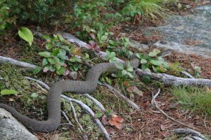 Large water snake