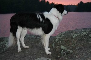 Dog on rock in pink sunset