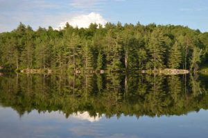 treeline reflecting in water with clouds