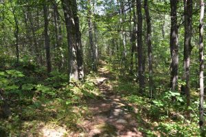 Straight portage through the forest.