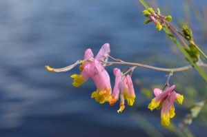 Pink and yellow flowers over the water