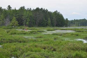 Canoe coming throught a marshy area