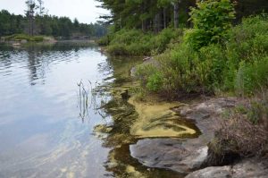 Yellow pollen along the shore