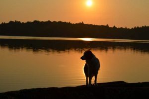 dog on rocks in orange sunrise