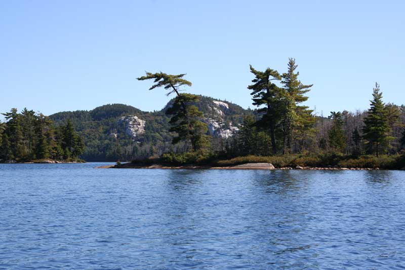 pine trree leaning over the water with with rock hill behind.