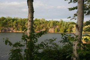 birch trees, with lake and rock shore