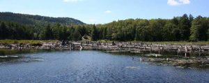 marsh with lots of old dead trees