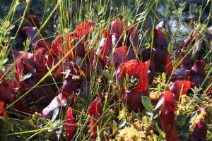 several red pitcher plants