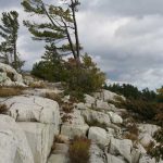 white rocks with pine tree