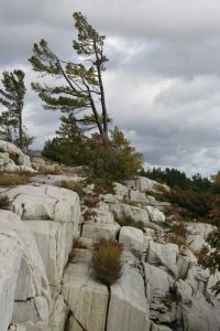 white rocks with pine tree