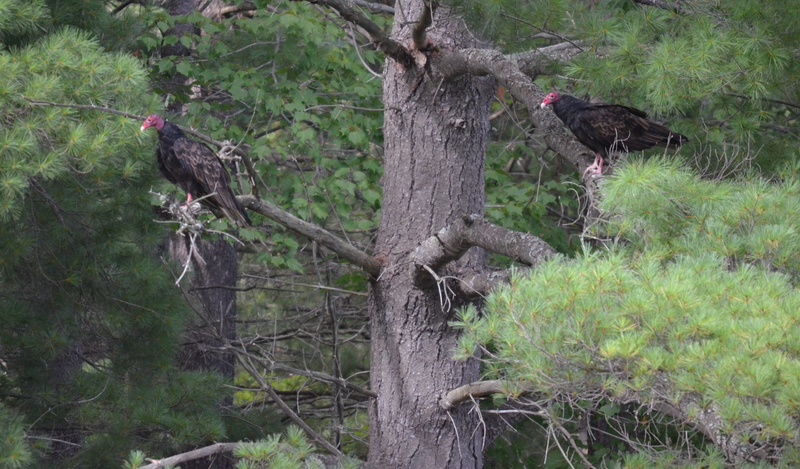 Buzzards in a Tree