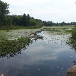 White canoe in the lilys