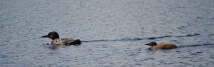 adult and baby loon