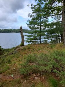 Large stump near the shore.