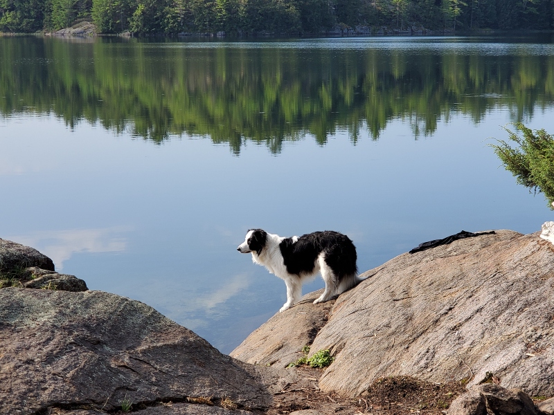 Border Collie by the water in the morning..