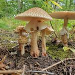 Cluster of brown mushrooms.