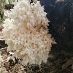 White mushroom on a log