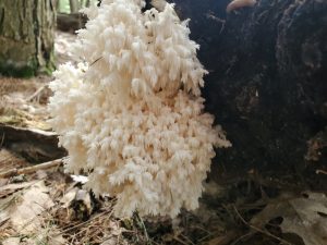 White mushroom on a log