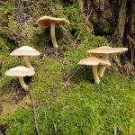 Mushrooms in moss on a tree.