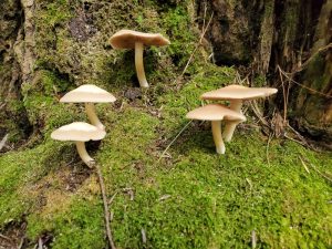 Mushrooms in moss on a tree.