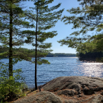 View up a channel with pines