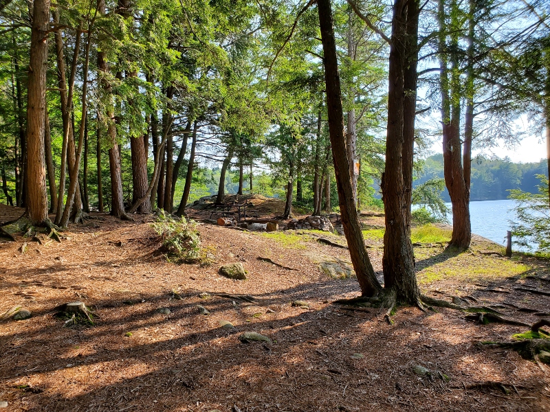 view of an open campsite with pine trees