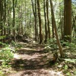 Portage through the forest