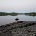 Dog looking up the lake